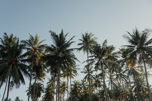 白天在蓝蓝的天空下的椰子树 · 免费素材图片