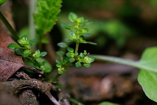 绿色的叶子的植物与布朗科 · 免费素材图片