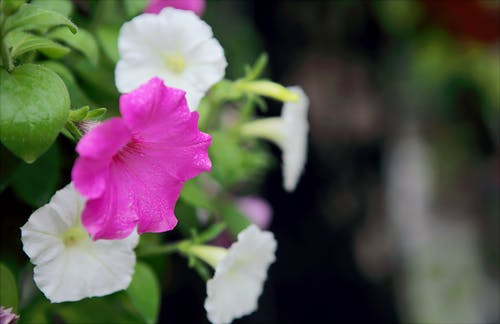 粉色和白色的花瓣花的选择性焦点照片 · 免费素材图片
