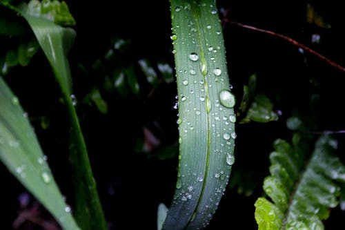 绿叶植物与水露的特写摄影 · 免费素材图片