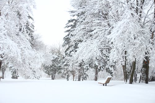 雪中的枞树摄影 · 免费素材图片
