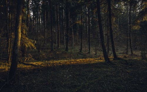 森林风景摄影 · 免费素材图片