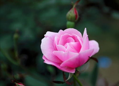 粉红玫瑰浅焦点摄影 · 免费素材图片