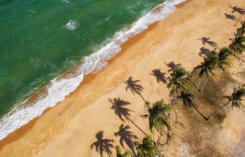 米色与椰子树的航拍照片 · 免费素材图片