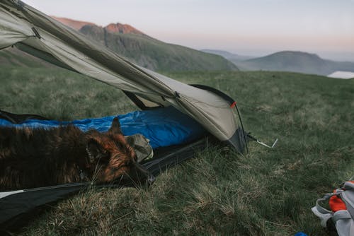 成人短涂层棕褐色和黑狗躺在绿草地上的蓝色和灰色圆顶帐篷 · 免费素材图片