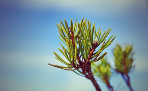 绿色和棕色植物 · 免费素材图片