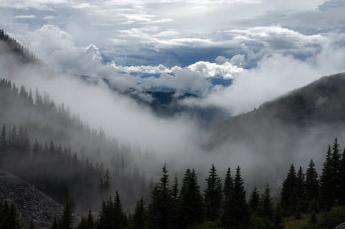 被雾包围的树木的风景 · 免费素材图片