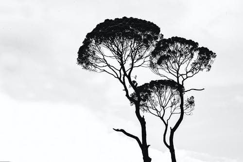 树木的剪影照片 · 免费素材图片