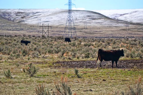 在绿色草地上的棕色牛 · 免费素材图片