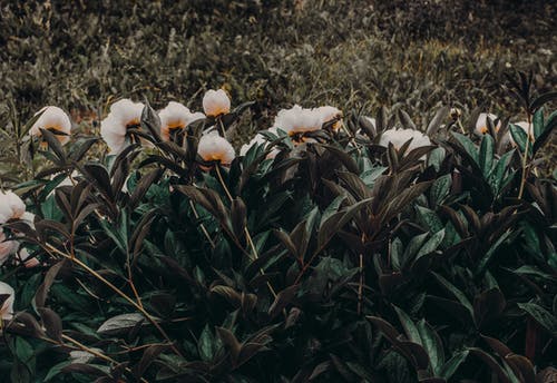 白色和橙色的花瓣花的照片 · 免费素材图片