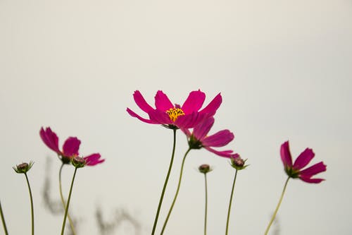 粉红色的花瓣花 · 免费素材图片