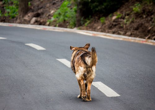 成人布朗和谭德国牧羊犬在巷道上行走的照片 · 免费素材图片