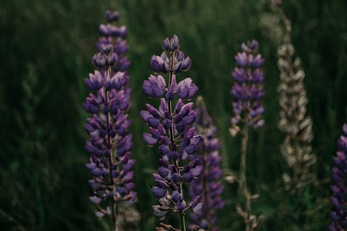 在特写摄影中的紫色羽扇豆花 · 免费素材图片