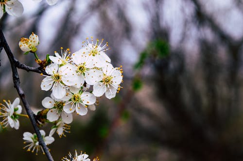 白花 · 免费素材图片