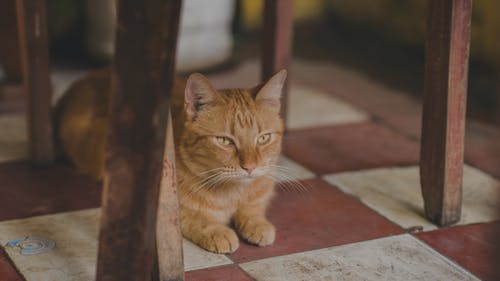 橙色的虎斑猫在椅子下的照片 · 免费素材图片