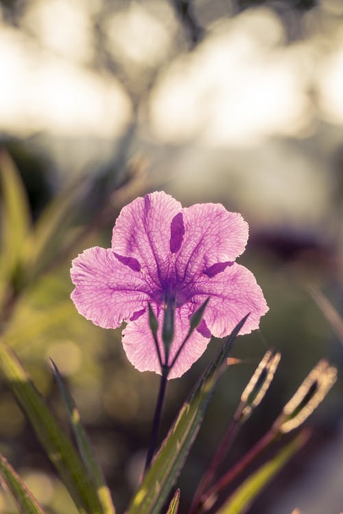 紫色花瓣花 · 免费素材图片