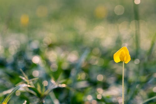 黄色花瓣花 · 免费素材图片