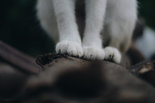 猫爪 · 免费素材图片