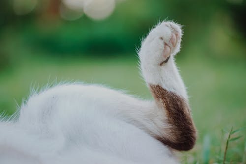 猫爪 · 免费素材图片