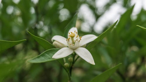 白茉莉花选择性聚焦照片 · 免费素材图片