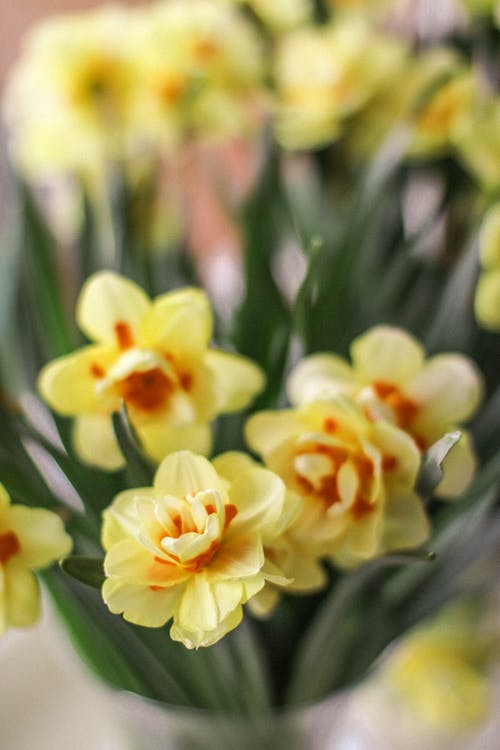 黄色和橙色的花瓣花的选择性聚焦摄影 · 免费素材图片