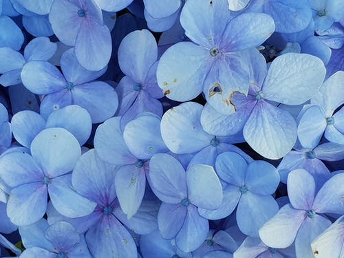蓝色花瓣的特写照片 · 免费素材图片