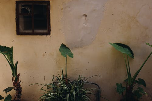 壁附近的绿色植物 · 免费素材图片