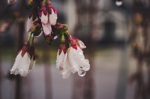 白色花瓣的花朵选择性聚焦摄影 · 免费素材图片