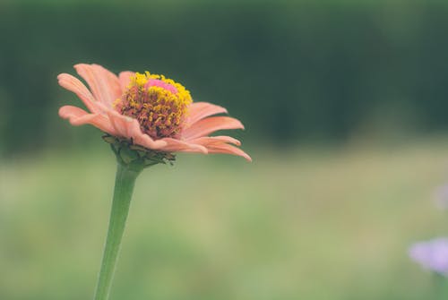 浅焦点照片的粉红色的花 · 免费素材图片