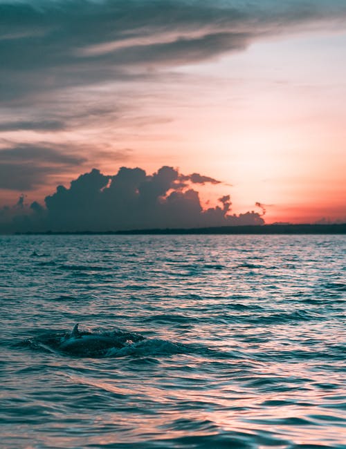 海豚在水中 · 免费素材图片