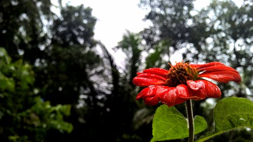 红色花瓣花的选择性聚焦摄影 · 免费素材图片