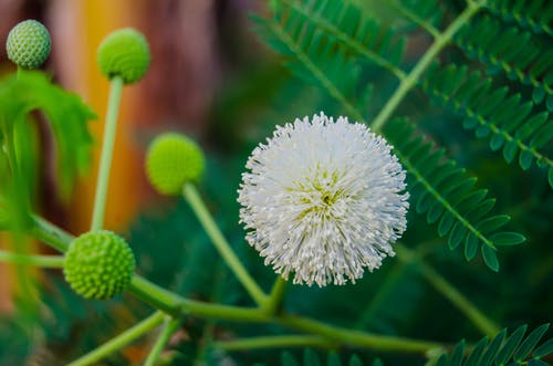 白摸我不花 · 免费素材图片