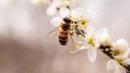 蜜蜂栖息在白色的花瓣特写摄影 · 免费素材图片