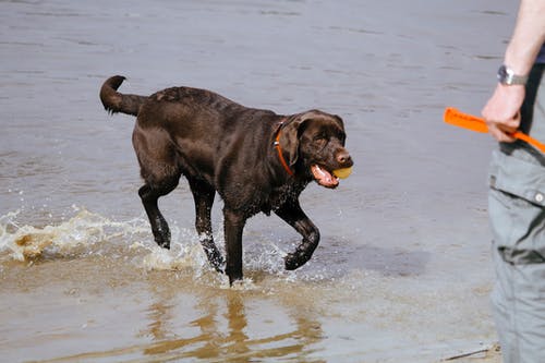 黑拉布拉多犬 · 免费素材图片