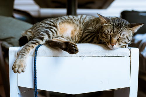 白色木制家具上的棕色虎斑猫 · 免费素材图片
