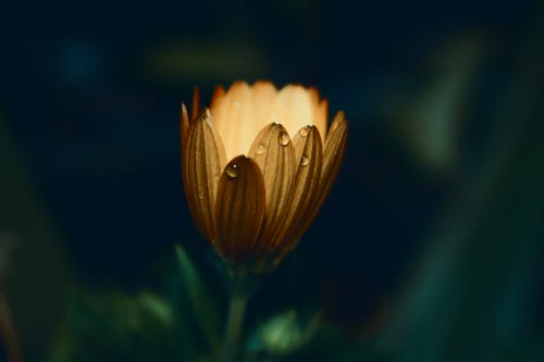 黄色雏菊花在特写照片 · 免费素材图片