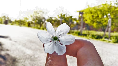 人手上的白色六瓣花 · 免费素材图片