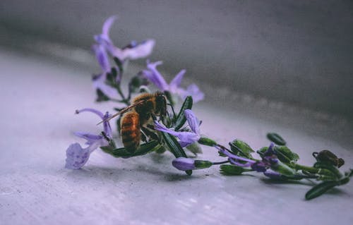 蜜蜂在紫色的小花 · 免费素材图片