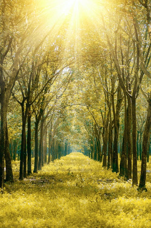 日出时森林风景 · 免费素材图片