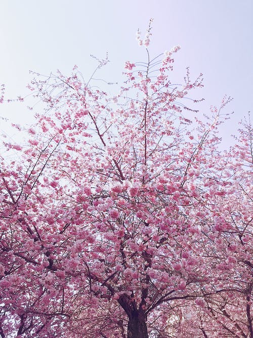 樱花树照片 · 免费素材图片