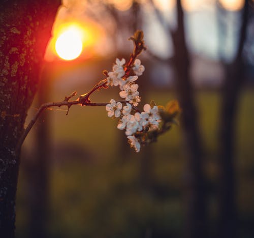 白花的特写摄影 · 免费素材图片