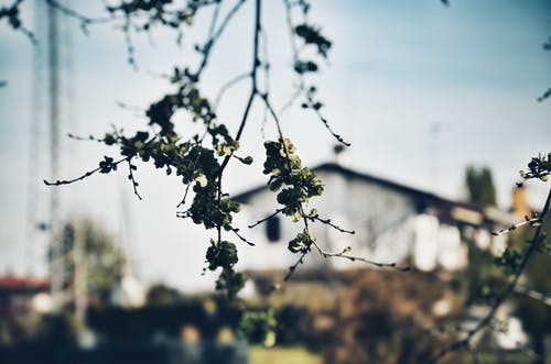 绿叶植物 · 免费素材图片