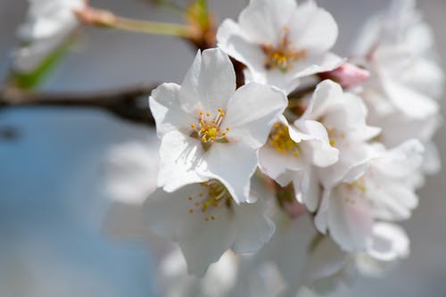樱花微距摄影 · 免费素材图片