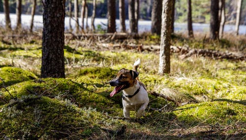棕褐色和白色梗犬在树林里的照片 · 免费素材图片