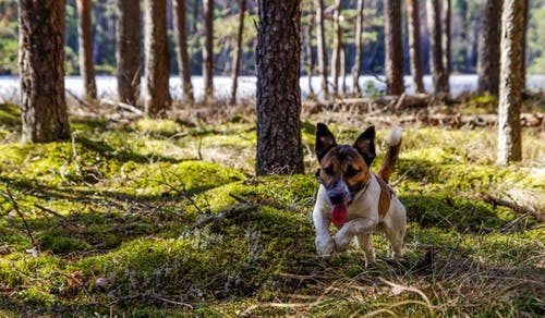 成人杰克罗素梗犬在绿色的草地上运行 · 免费素材图片