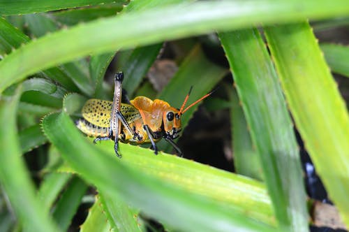 棕色和绿色蚱hopper · 免费素材图片