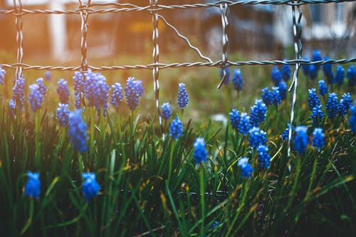 盛开在灰色的篱笆特写照片旁边的蓝色小花 · 免费素材图片
