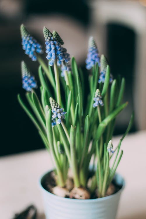 关闭了花瓶里的蓝色小花的照片 · 免费素材图片