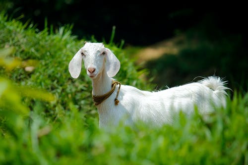 白山羊在草地上 · 免费素材图片