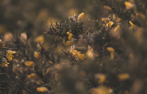 黄色花的特写照片 · 免费素材图片